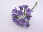Agapanthus Lavender